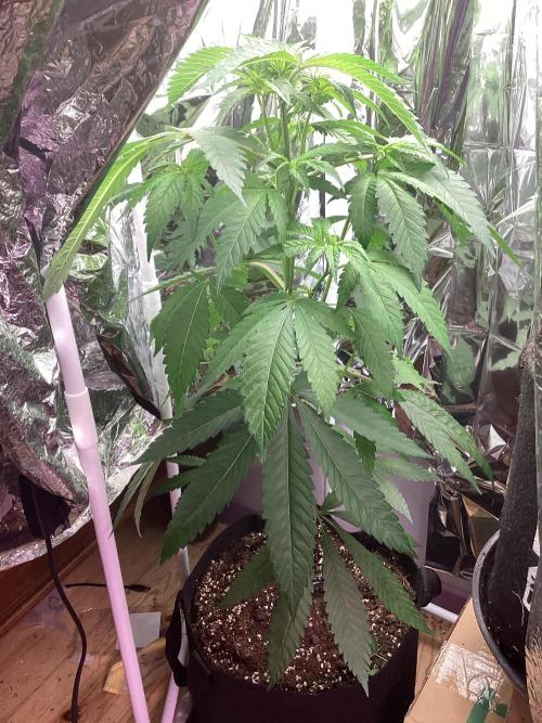 Oldschool landrace panama red. Week 9