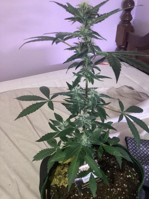 Frosted zinn auto. Week 4