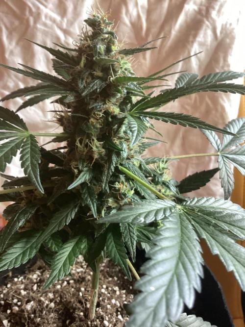 Blueberry glue auto. Week 8