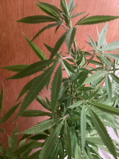 Lc gelato. Week 6