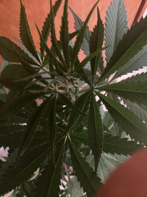 . Week 10