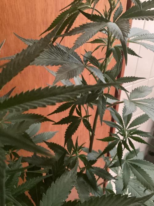 Oldschool landrace Colombian gold. Week 10