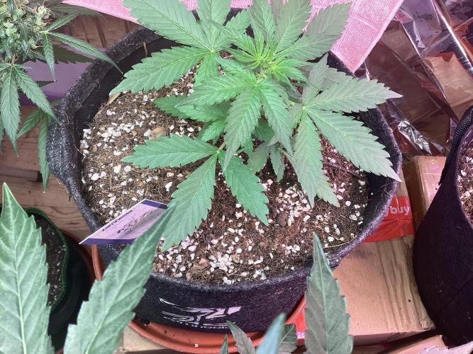 Kitsune kush single auto. Week 2