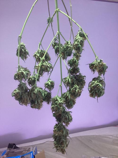 3 plant experiment,. Week 7 - 5g indoor plant drying nicely
Plant #2, 5g fabric indoors