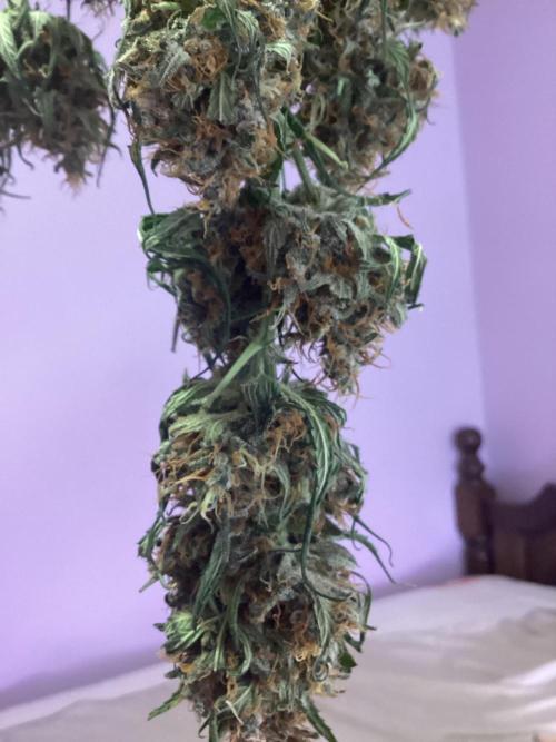 3 plant experiment,. Week 7 - I trim 3x Any fan leaf day 2
Sugar/bud leaf rough trim day 5-7
Then before jar