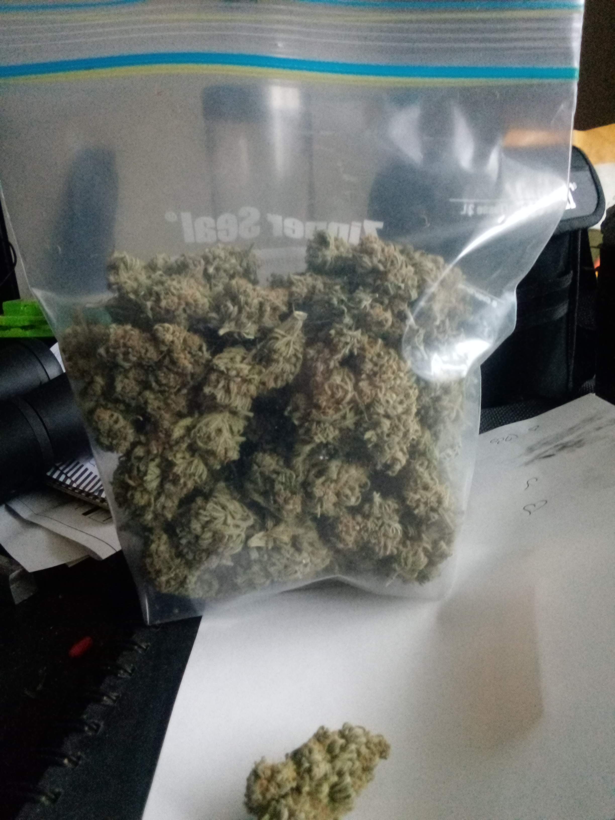 Green House Seed Co. Banana Krumble grow diary (journal) harvest19 by