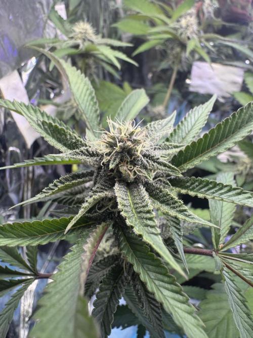 Super Buff Cherry (Bonsai). Week 4 - 4.Week Bloom