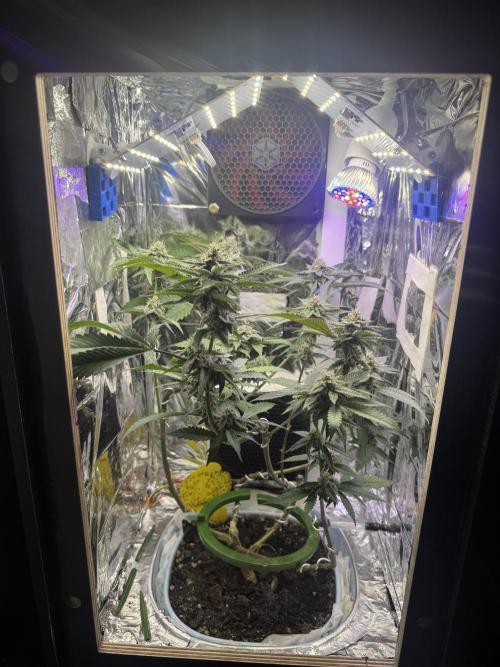 Super Buff Cherry (Bonsai). Week 4 - 4.Week Bloom