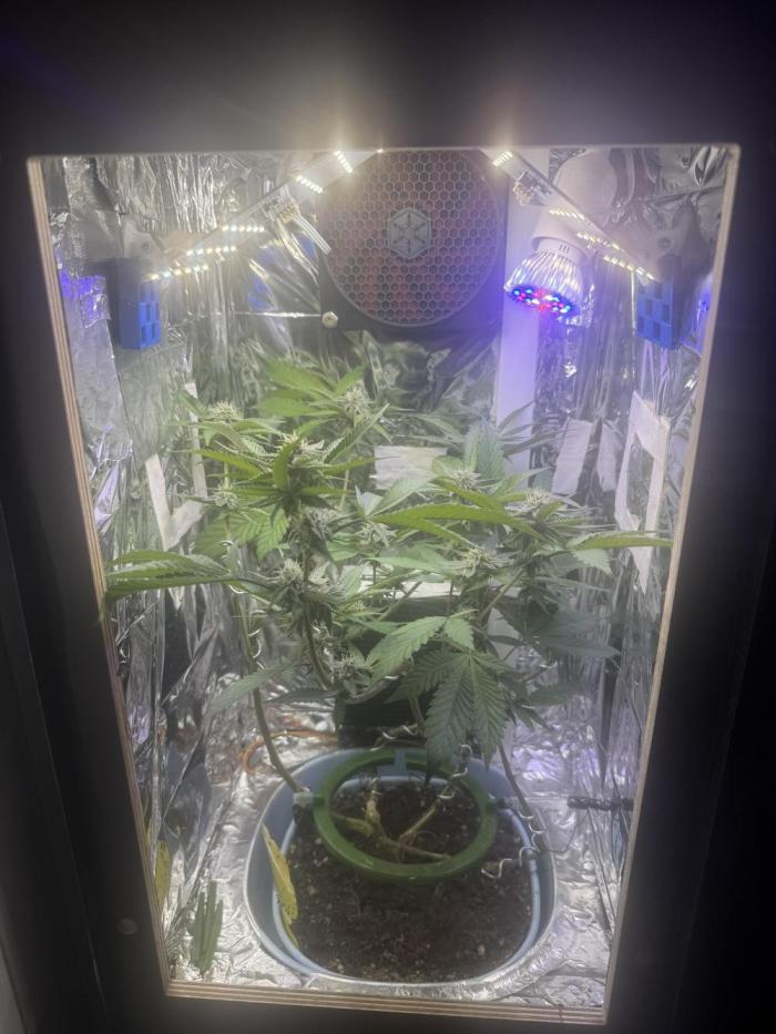 Super Buff Cherry (Bonsai). Week 3 - 3.Week Bloom