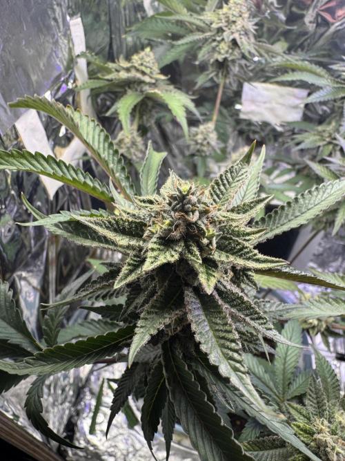 Super Buff Cherry (Bonsai). Week 5 - 5.Week Bloom
