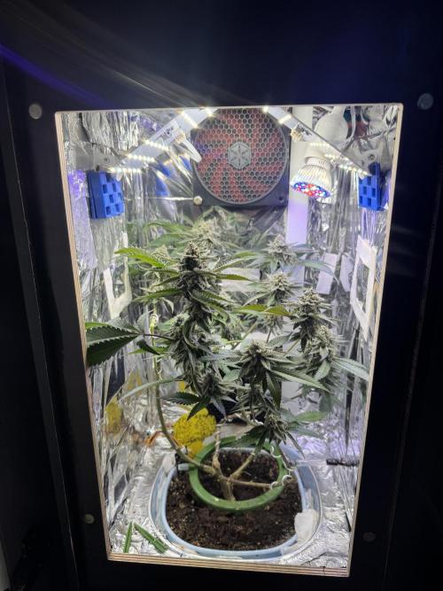 Super Buff Cherry (Bonsai). Week 5 - 5.Week Bloom