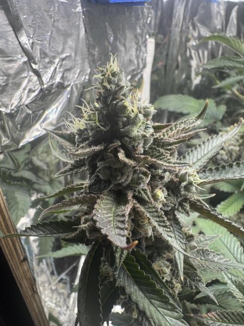 Super Buff Cherry (Bonsai). Week 7 - 7.Week Bloom