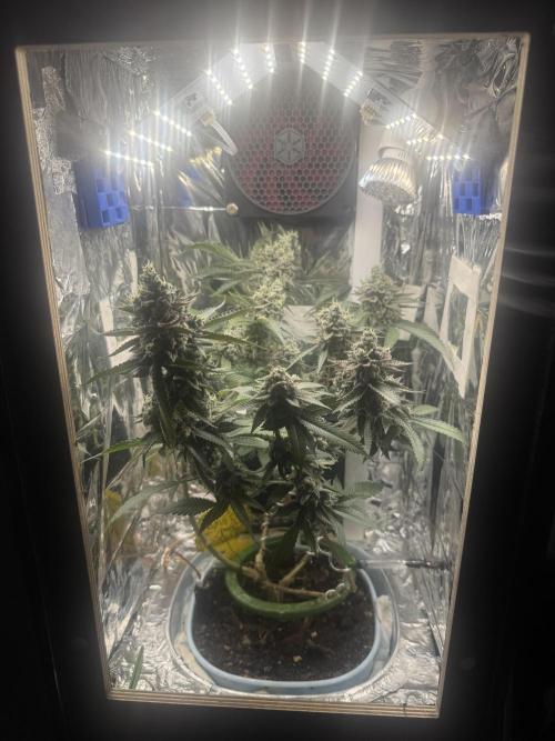Super Buff Cherry (Bonsai). Week 7 - 7.Week Bloom