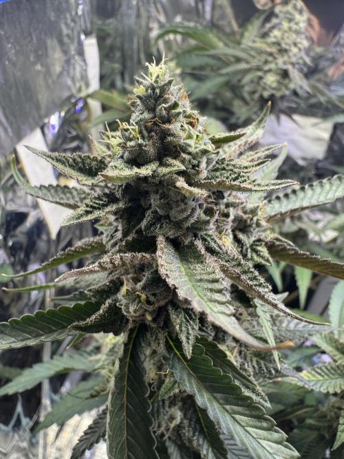 Super Buff Cherry (Bonsai). Week 6 - 6.Week Bloom