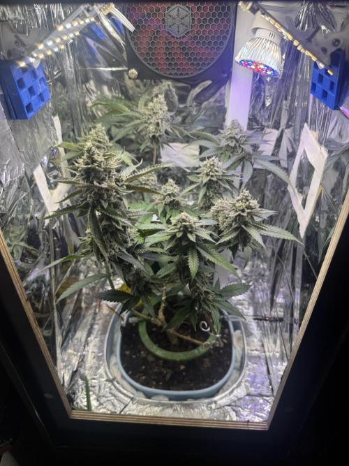 Super Buff Cherry (Bonsai). Week 6 - 6.Week Bloom