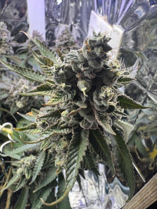 Super Buff Cherry (Bonsai). Week 8 - 8.Week Bloom