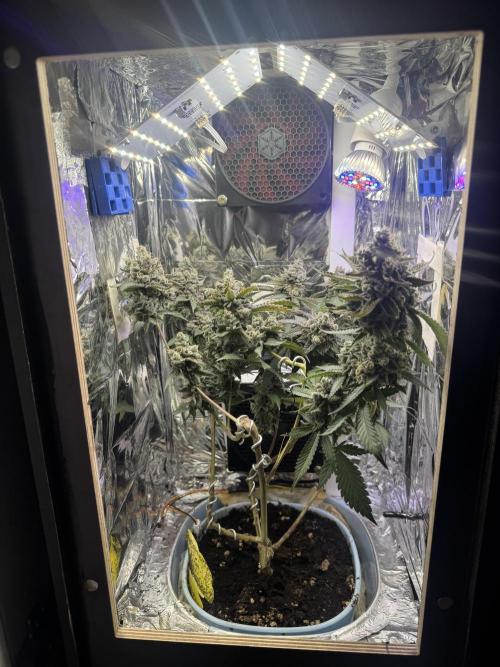Super Buff Cherry (Bonsai). Week 8 - 8.Week Bloom