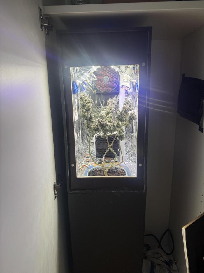 Super Buff Cherry (Bonsai). Week 9 - 9.Week Bloom