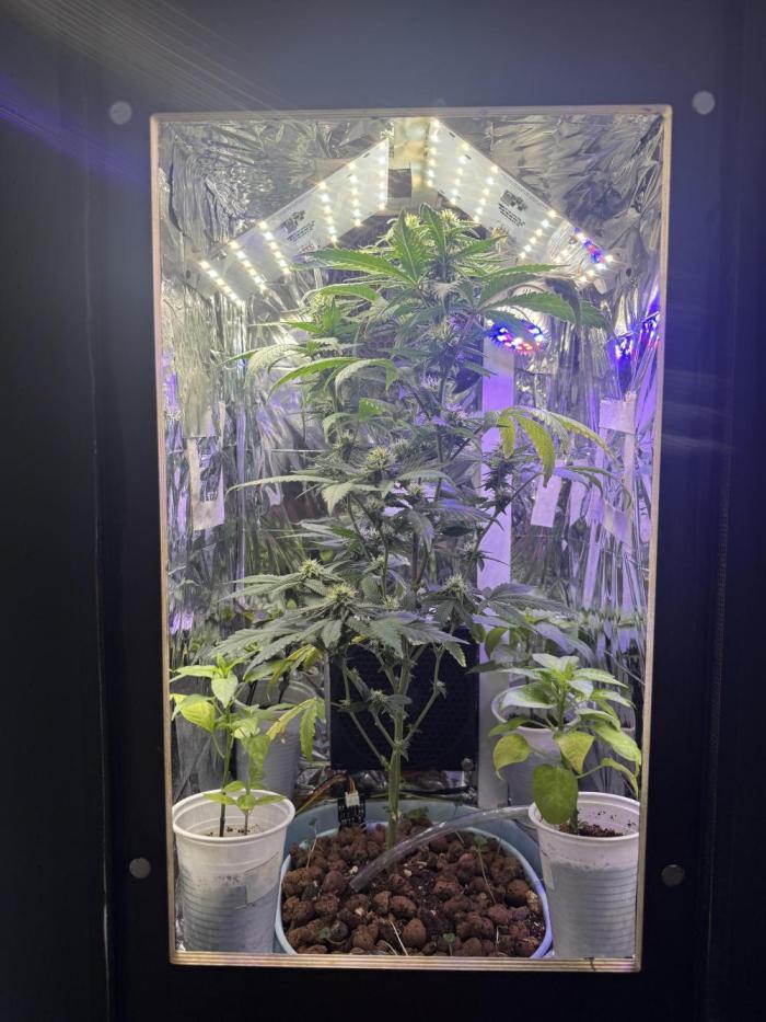 Gelato #33. Week 4 - 4.WeekOfBloom