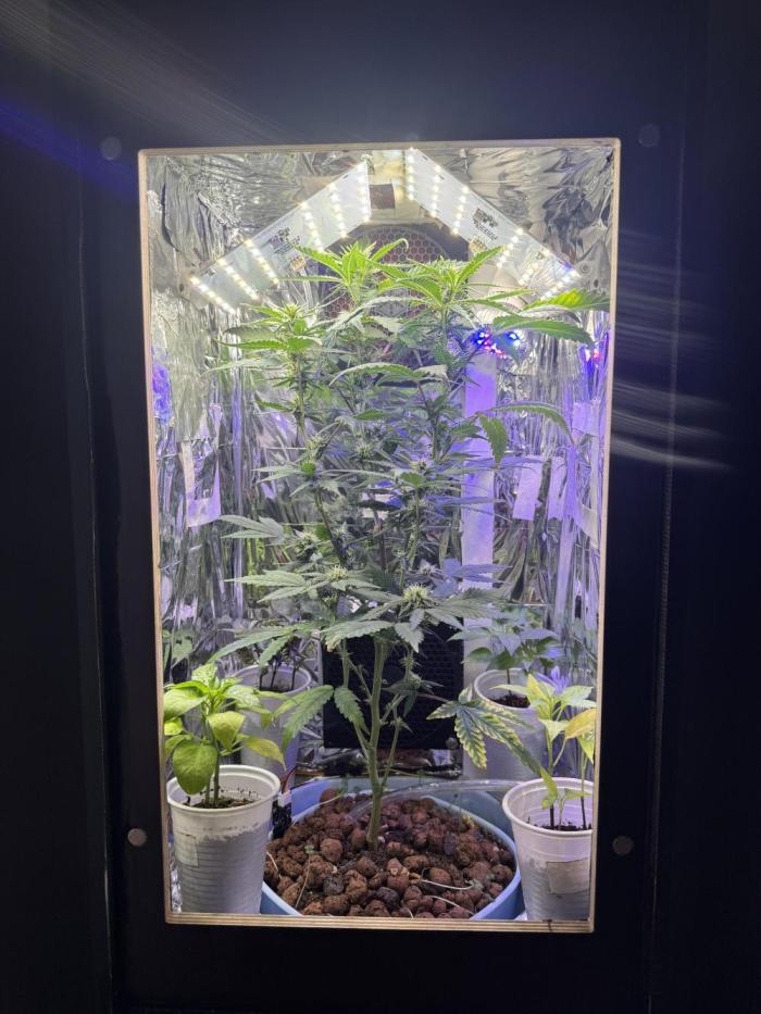 Gelato #33. Week 3 - 3.WeekOfBloom