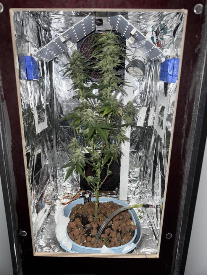 Gelato #33. Week 5 - 5.WeekOfBloom