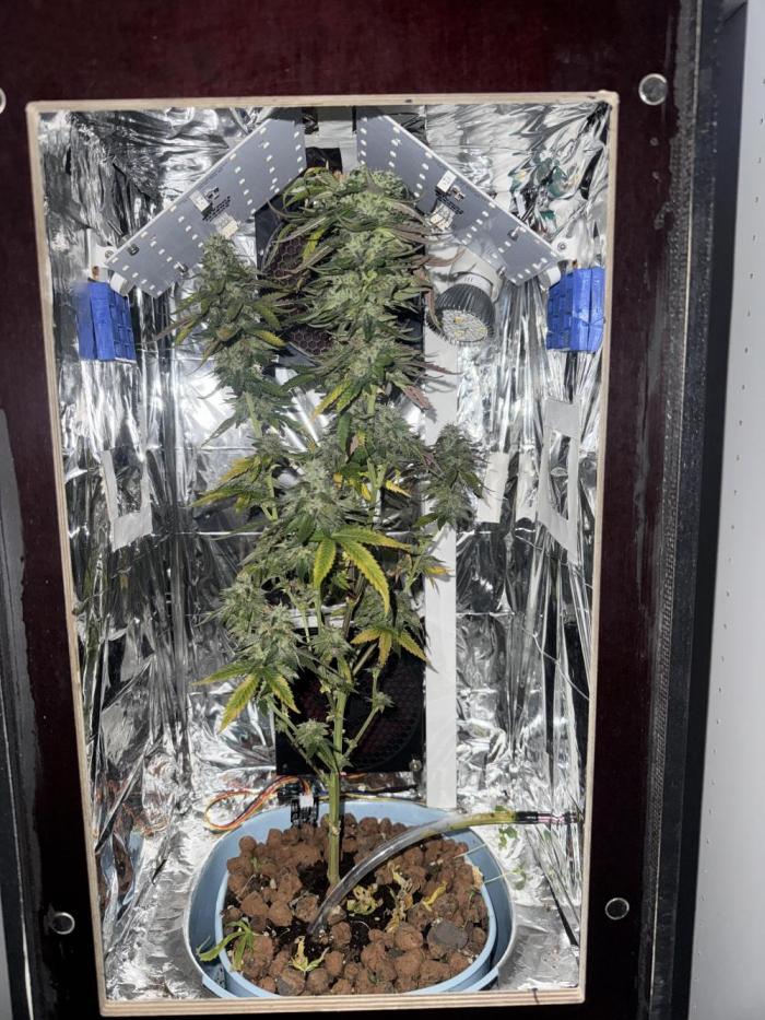 Gelato #33. Week 6 - 6.WeekOfBloom