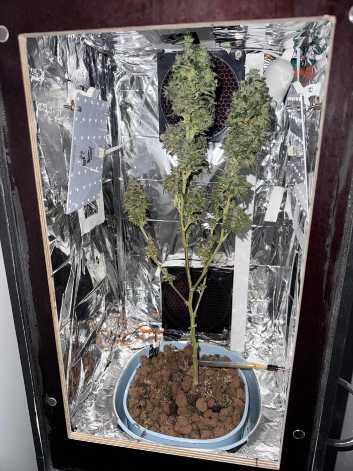 Gelato #33. Week 8 - 8.WeekOfBloom