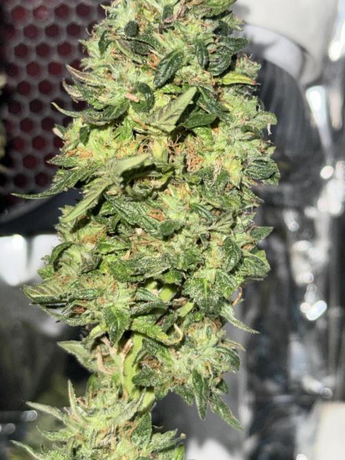 Gelato #33. Week 7 - 7.WeekOfBloom