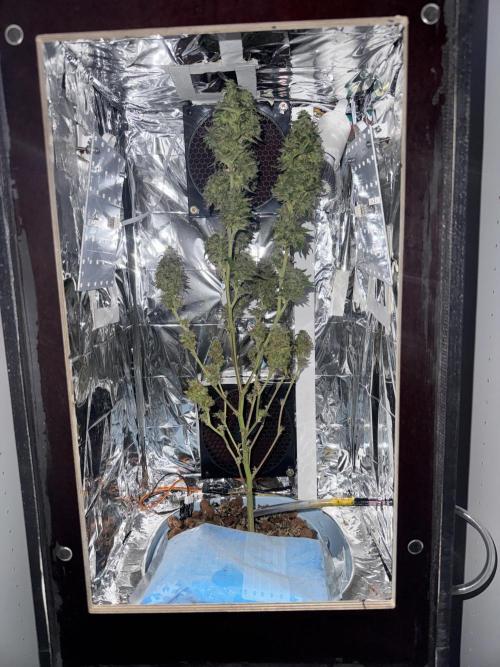 Gelato #33. Week 7 - 7.WeekOfBloom