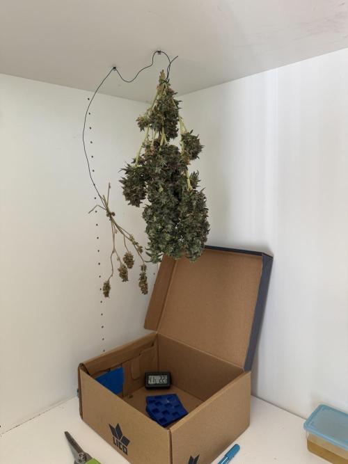 Gelato #33. Week 9 - Dry
