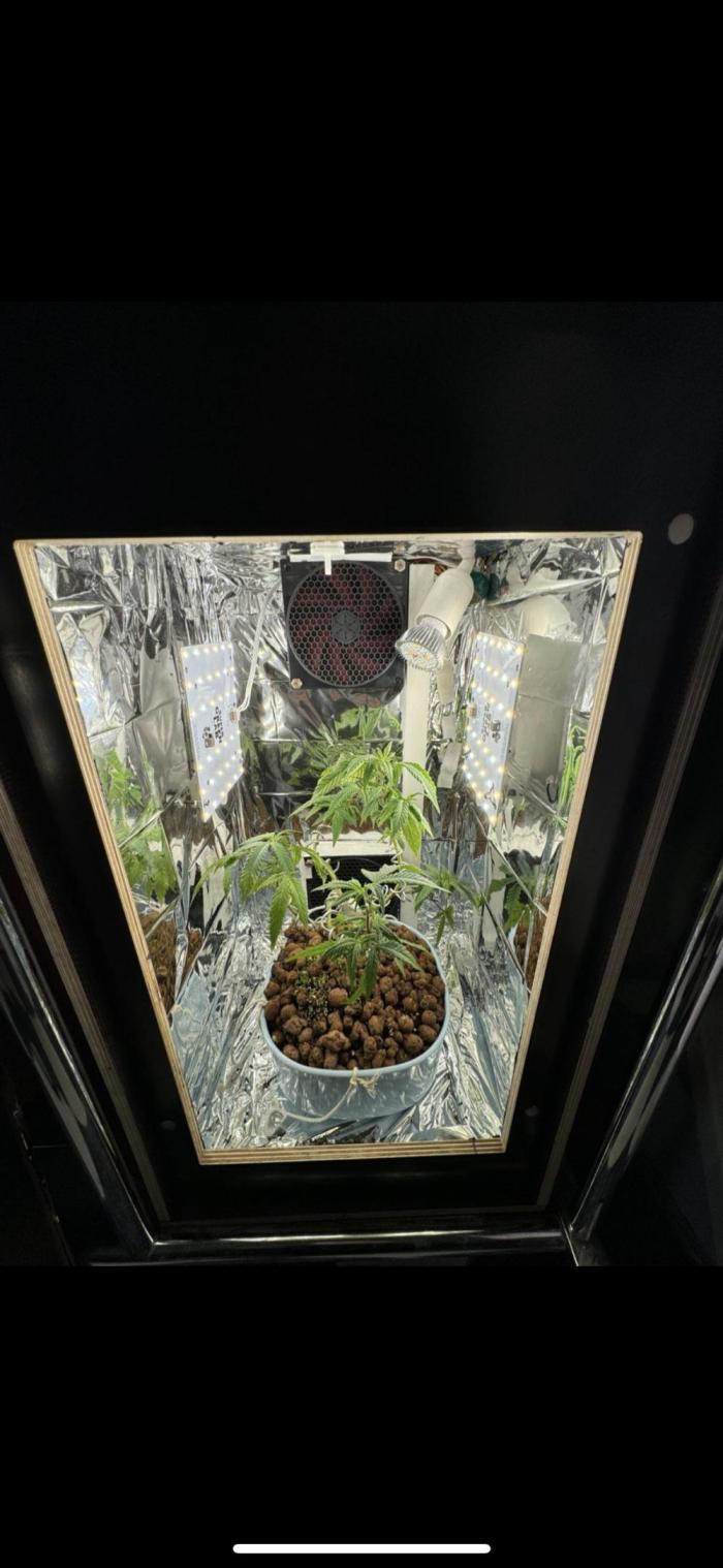 Strawberry Lemonade. Week 1 - 6.WeekOfVeg