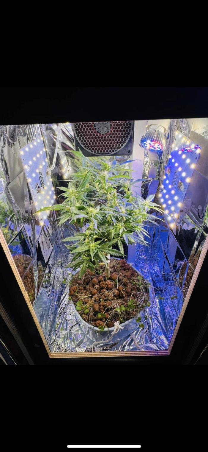 Strawberry Lemonade. Week 3 - 3.WeekOfBloom
