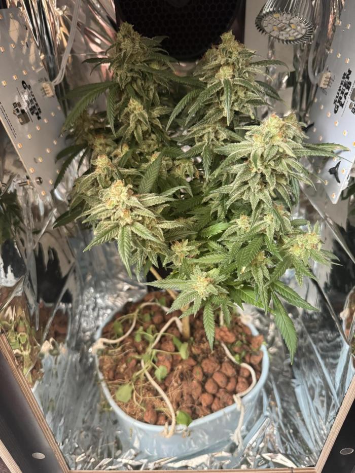 Strawberry Lemonade. Week 7 - 7.WeekOfBloom