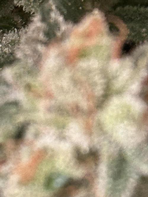 Strawberry Lemonade. Week 10 - 10.WeekOfHarvest