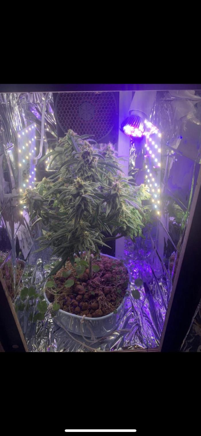 Strawberry Lemonade. Week 5 - 5.WeekOfBloom