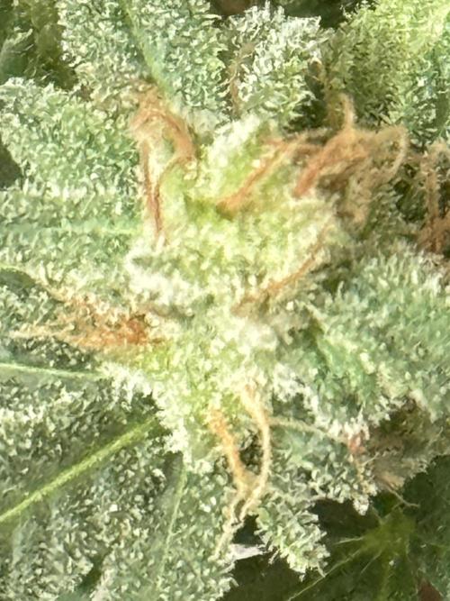 Strawberry Lemonade. Week 10 - 10.WeekOfHarvest