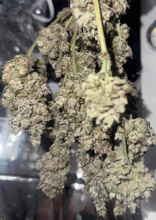Super Buff Cherry (Bonsai). Week 11 - 11.WeekofDry