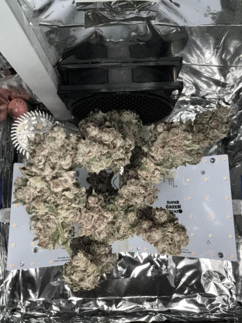 Super Buff Cherry (Bonsai). Week 11 - 11.WeekOfDry