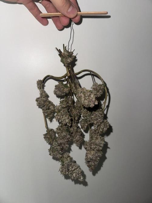 Super Buff Cherry (Bonsai). Week 11 - 12.WeekOfDry