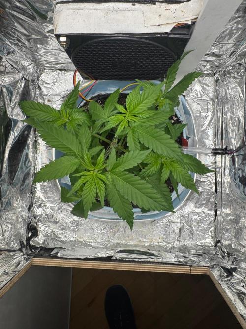 Channel+ (Bonsai). Week 4