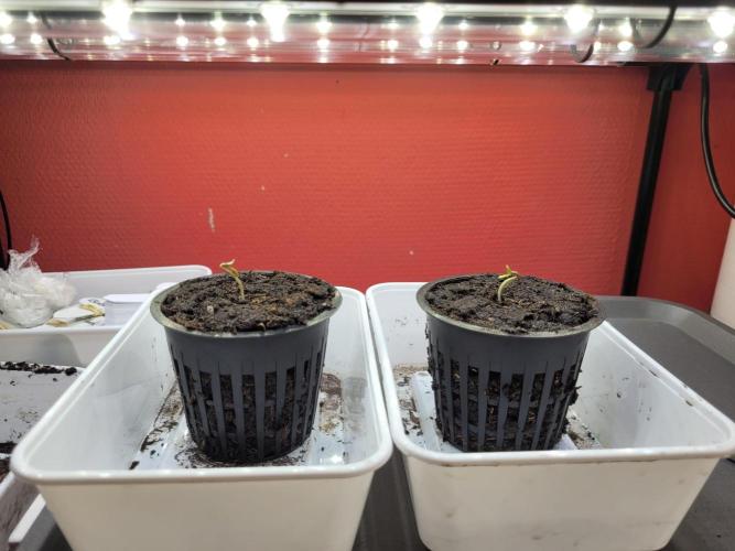 Mini grow one large. Week 0 - Fout 1 als ik mij goed heb ingelezen..
Een auto flower wordt niet graag verpoot