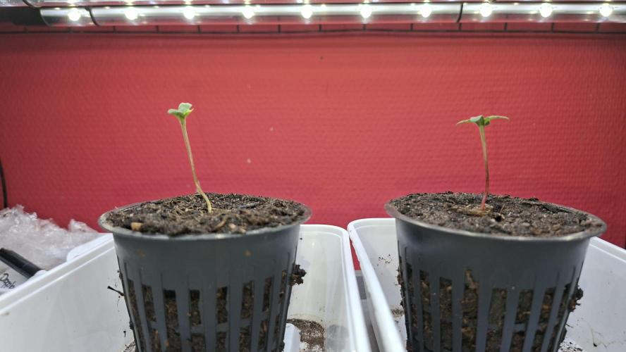 Mini grow one large. Week 0