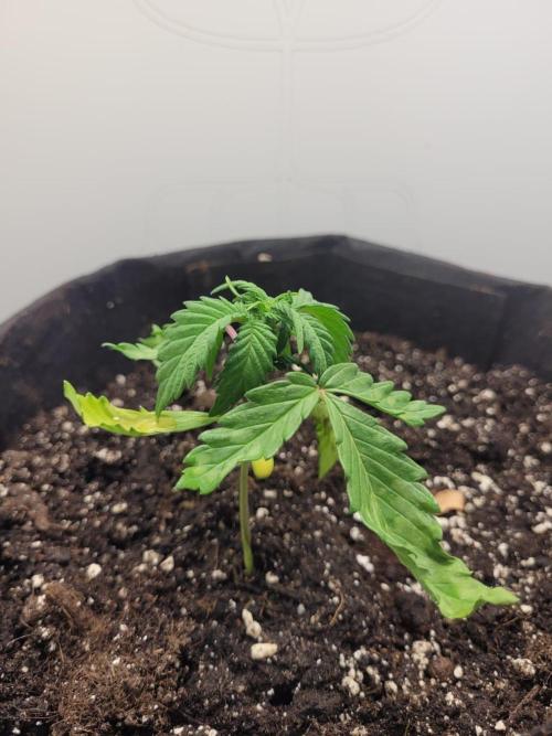 Mini grow one large. Week 3