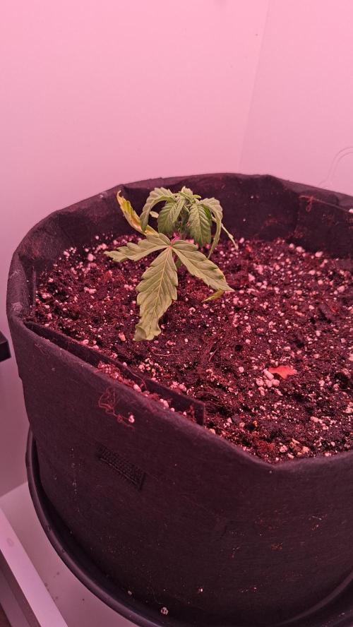 Mini grow one large. Week 3
