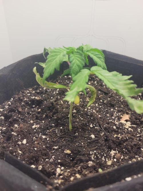 Mini grow one large. Week 3