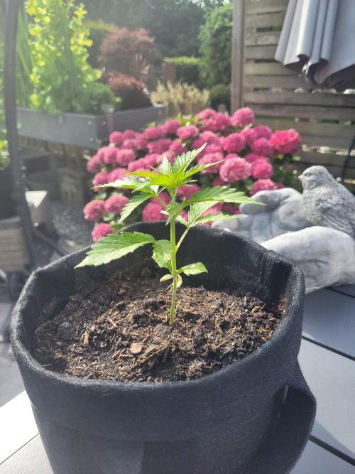 Mini grow one large. Week 3