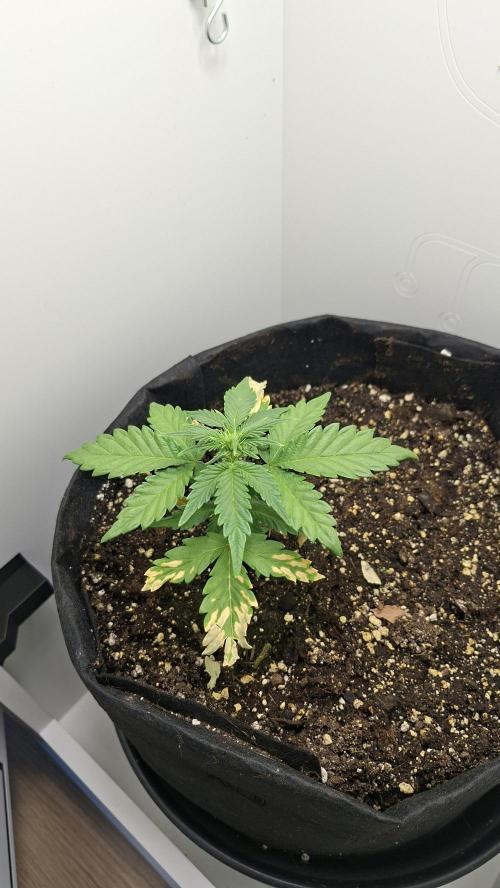 Mini grow one large. Week 4