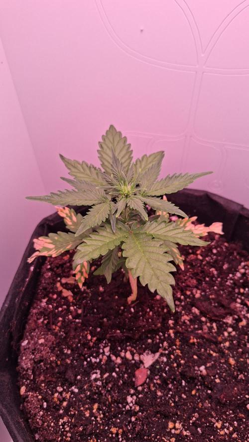 Mini grow one large. Week 4