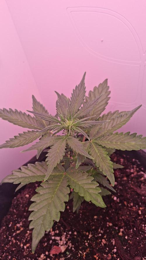 Mini grow one large. Week 4