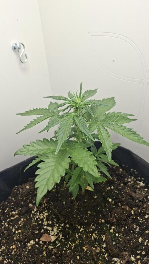 Mini grow one large. Week 4
